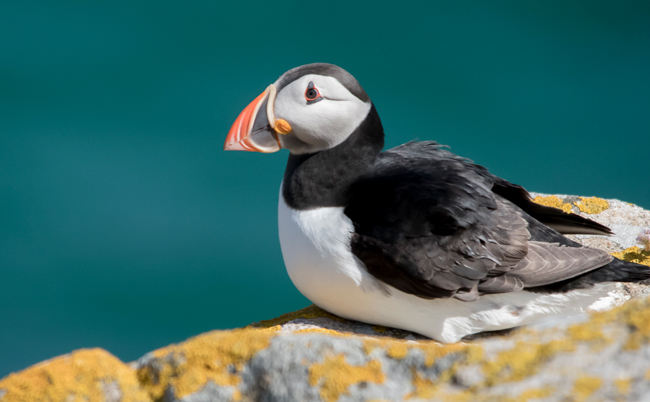 Frailecillo atlántico (Fratercula arctica)<br />
Javier Valls<br />
Saltee Island, Irlanda<br />
mayo 2023