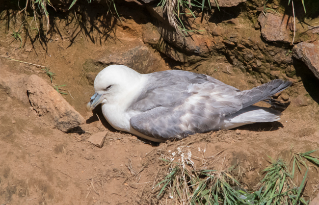 Fulmar boreal (Fulmanus glacialis)<br />
Javier Valls<br />
Saltee Island, Irlanda<br />
mayo 2023