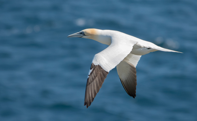 Alcatraz atlántico (Morus bassanus)<br />
Javier Valls<br />
Saltee Island, Irlanda<br />
mayo 2023