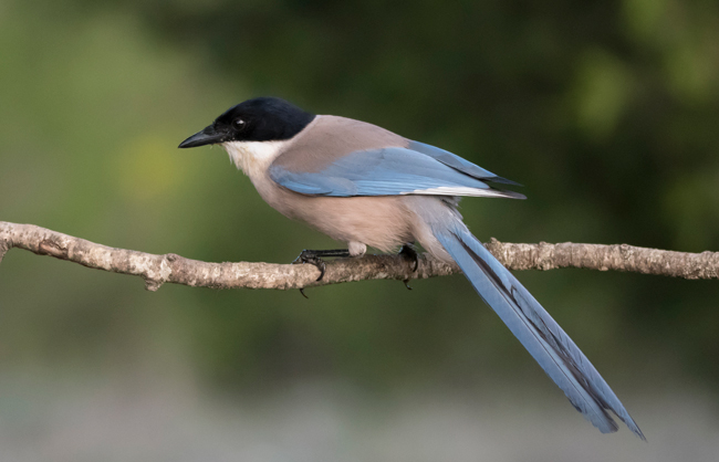 Rabilargo (Cyanopica cyana)<br />
Javier Valls<br />
Cantalejo, Segovia, España<br />
mayo 2023
