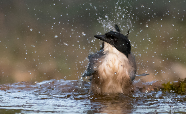 Rabilargo (Cyanopica cyana)<br />
Javier Valls<br />
Cantalejo, Segovia, España<br />
mayo 2023
