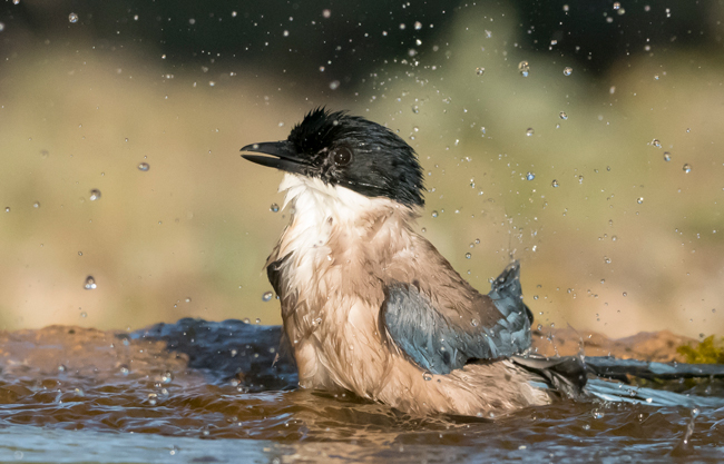 Rabilargo (Cyanopica cyana)<br />
Javier Valls<br />
Cantalejo, Segovia, España<br />
mayo 2023