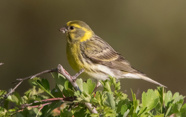 Verdecillo (Serinus serinus)<br />
Javier Valls<br />
Cantalejo, Segovia, España<br />
mayo 2023
