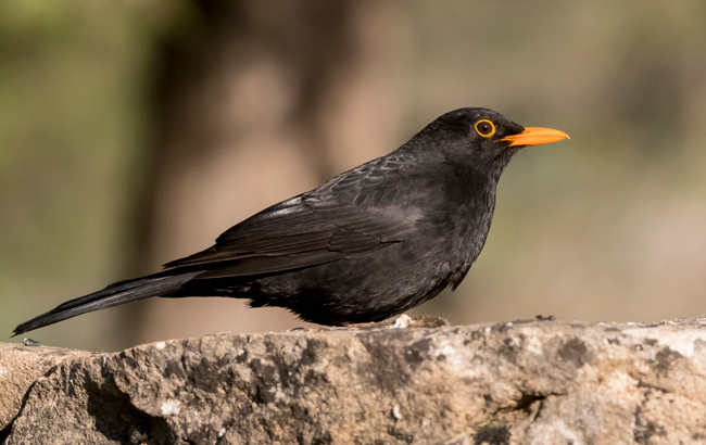 Mirlo común (Turdus merula)<br />
Javier Valls<br />
Cantalejo, Segovia, España<br />
mayo 2023