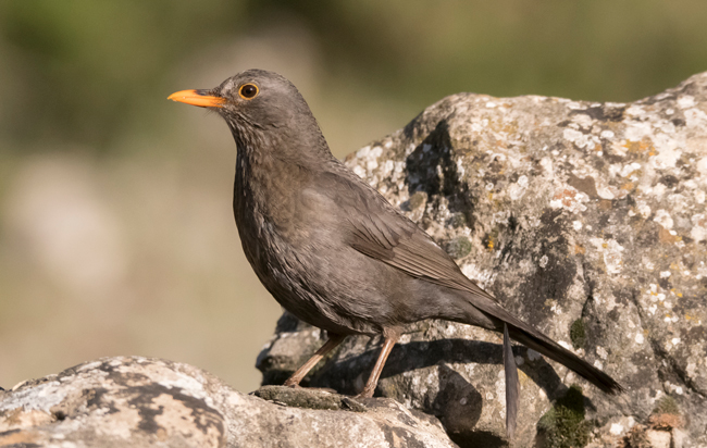 Mirlo común (Turdus merula)<br />
Javier Valls<br />
Cantalejo, Segovia, España<br />
mayo 2023