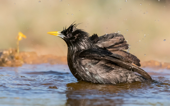 Estornino negro (Sturnus unicolor)<br />
Javier Valls<br />
Cantalejo, Segovia, España<br />
mayo 2023