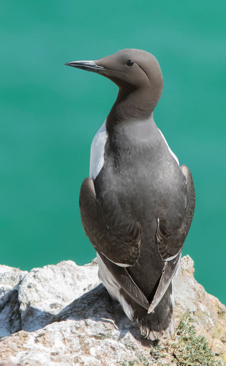 Arao común (Uria aalge)<br />
Javier Valls<br />
Saltee Island, Irlanda<br />
mayo 2023