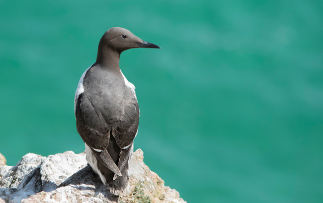 Arao común (Uria aalge)<br />
Javier Valls<br />
Saltee Island, Irlanda<br />
mayo 2023