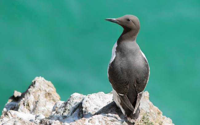 Arao común (Uria aalge)<br />
Javier Valls<br />
Saltee Island, Irlanda<br />
mayo 2023