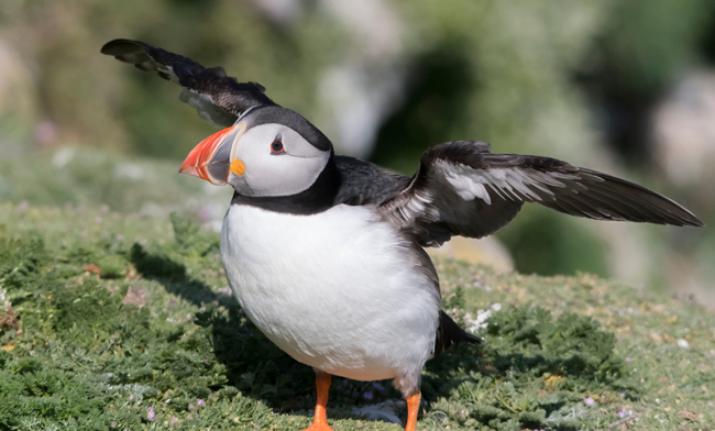 Frailecillo atlántico (Fratercula arctica)<br />
Javier Valls<br />
Saltee Island, Irlanda<br />
mayo 2023