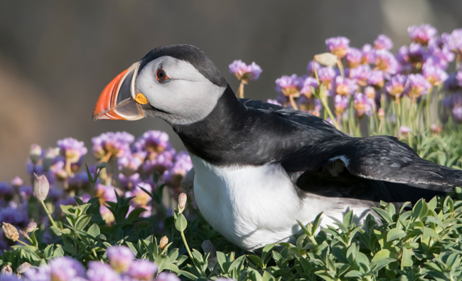 Frailecillo atlántico (Fratercula arctica)<br />
Javier Valls<br />
Saltee Island, Irlanda<br />
mayo 2023