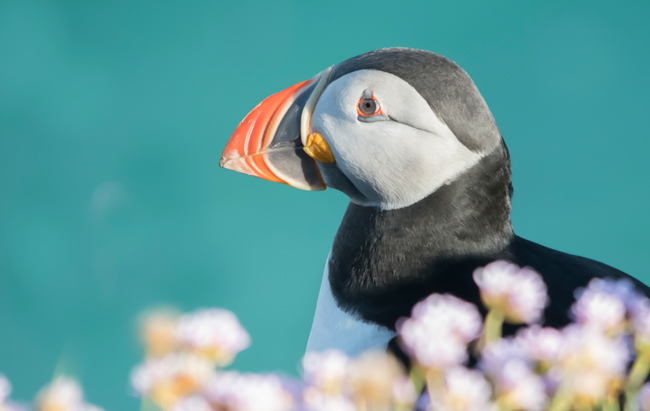 Frailecillo atlántico (Fratercula arctica)<br />
Javier Valls<br />
Saltee Island, Irlanda<br />
mayo 2023