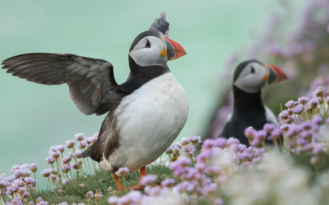 Frailecillo atlántico (Fratercula arctica)<br />
Javier Valls<br />
Saltee Island, Irlanda<br />
mayo 2023