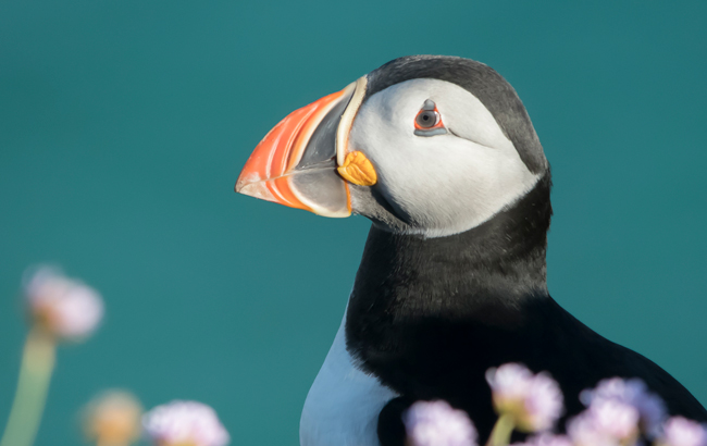 Frailecillo atlántico (Fratercula arctica)<br />
Javier Valls<br />
Saltee Island, Irlanda<br />
mayo 2023