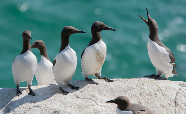 Arao común (Uria aalge)<br />
Javier Valls<br />
Saltee Island, Irlanda<br />
mayo 2023