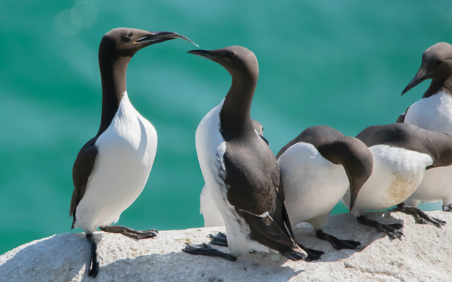 Arao común (Uria aalge)<br />
Javier Valls<br />
Saltee Island, Irlanda<br />
mayo 2023