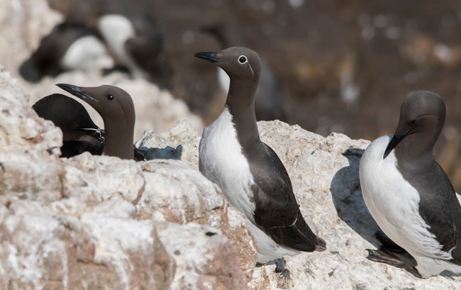 Arao común (Uria aalge)<br />
Javier Valls<br />
Saltee Island, Irlanda<br />
mayo 2023