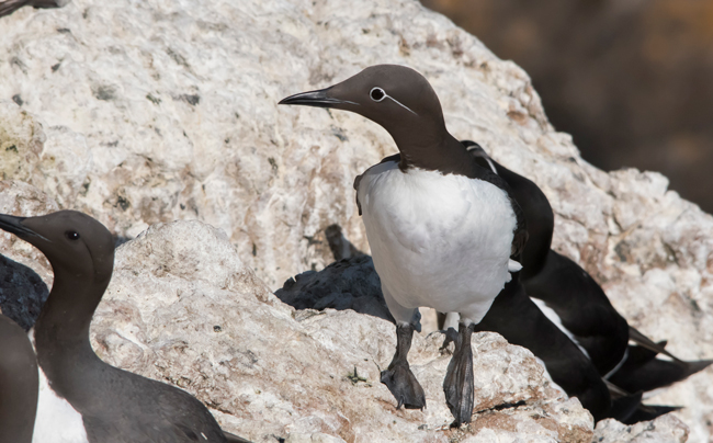Arao común (Uria aalge)<br />
Javier Valls<br />
Saltee Island, Irlanda<br />
mayo 2023