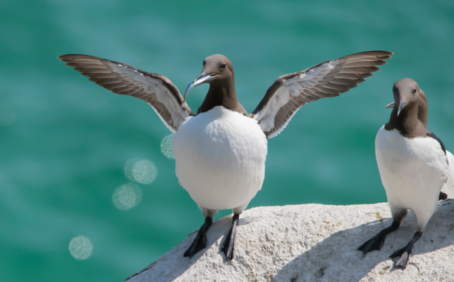 Arao común (Uria aalge)<br />
Javier Valls<br />
Saltee Island, Irlanda<br />
mayo 2023