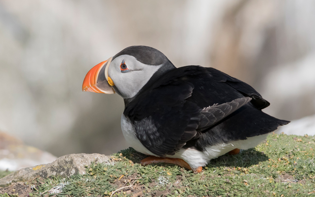 Frailecillo atlántico (Fratercula arctica)<br />
Javier Valls<br />
Saltee Island, Irlanda<br />
mayo 2023