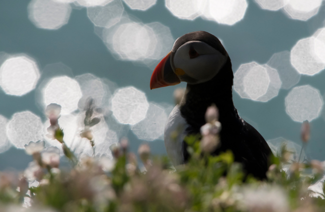 Frailecillo atlántico (Fratercula arctica)<br />
Javier Valls<br />
Saltee Island, Irlanda<br />
mayo 2023