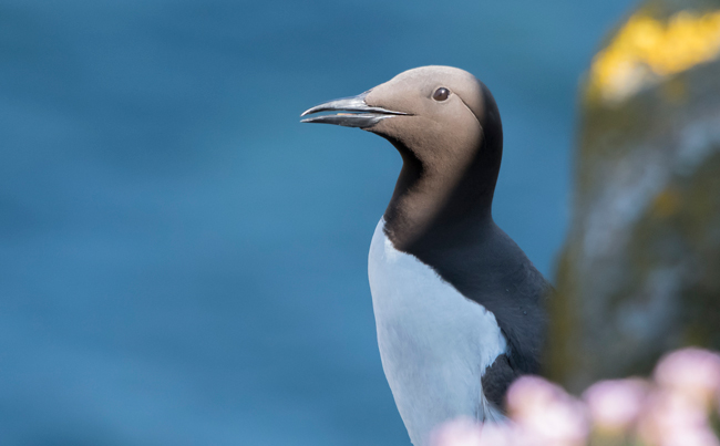 Arao común (Uria aalge)<br />
Javier Valls<br />
Saltee Island, Irlanda<br />
mayo 2023