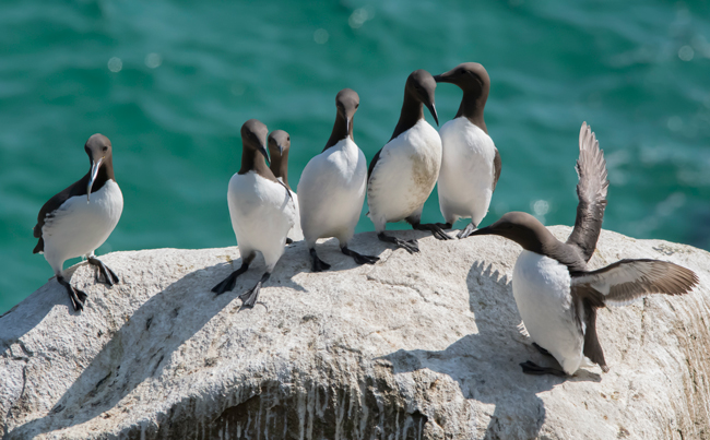 Arao común (Uria aalge)<br />
Javier Valls<br />
Saltee Island, Irlanda<br />
mayo 2023