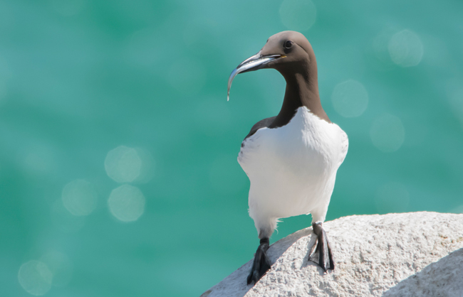 Arao común (Uria aalge)<br />
Javier Valls<br />
Saltee Island, Irlanda<br />
mayo 2023