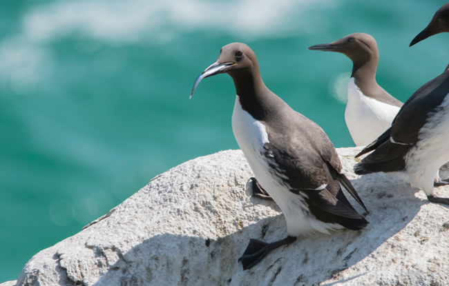 Arao común (Uria aalge)<br />
Javier Valls<br />
Saltee Island, Irlanda<br />
mayo 2023