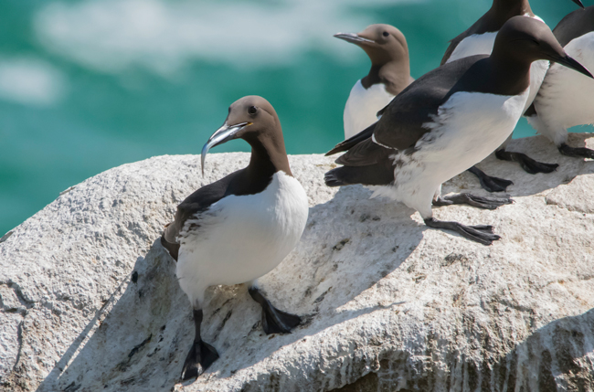 Arao común (Uria aalge)<br />
Javier Valls<br />
Saltee Island, Irlanda<br />
mayo 2023