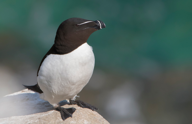 Alca torda (Alca torda)<br />
Javier Valls<br />
Saltee Island, Irlanda<br />
mayo 2023