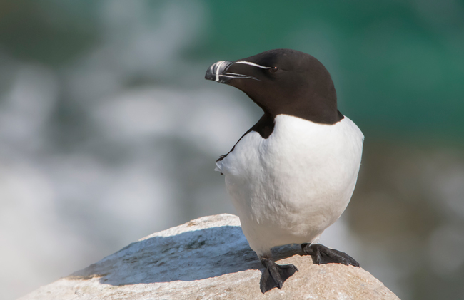 Alca torda (Alca torda)<br />
Javier Valls<br />
Saltee Island, Irlanda<br />
mayo 2023