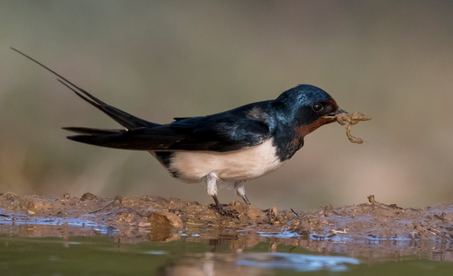 Golondrina común (Hirundo rustica)<br />
Javier Valls<br />
Cantalejo, Segovia, España<br />
mayo 2023