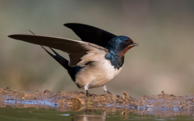 Golondrina común (Hirundo rustica)<br />
Javier Valls<br />
Cantalejo, Segovia, España<br />
mayo 2023