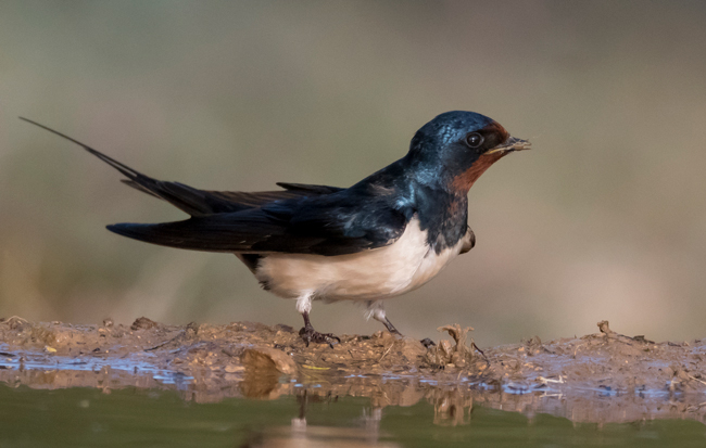 Golondrina común (Hirundo rustica)<br />
Javier Valls<br />
Cantalejo, Segovia, España<br />
mayo 2023