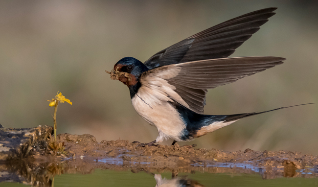 Golondrina común (Hirundo rustica)<br />
Javier Valls<br />
Cantalejo, Segovia, España<br />
mayo 2023