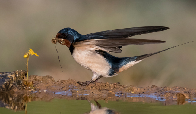 Golondrina común (Hirundo rustica)<br />
Javier Valls<br />
Cantalejo, Segovia, España<br />
mayo 2023