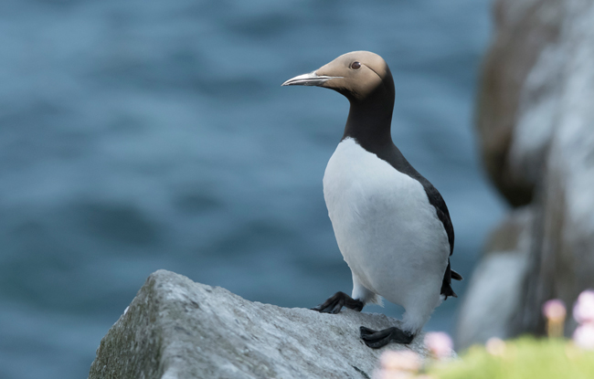Arao común (Uria aalge)<br />
Javier Valls<br />
Saltee Island, Irlanda<br />
mayo 2023