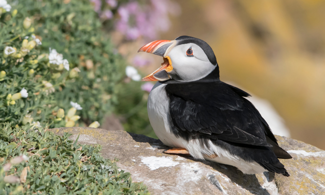 Frailecillo atlántico (Fratercula arctica)<br />
Javier Valls<br />
Saltee Island, Irlanda<br />
mayo 2023