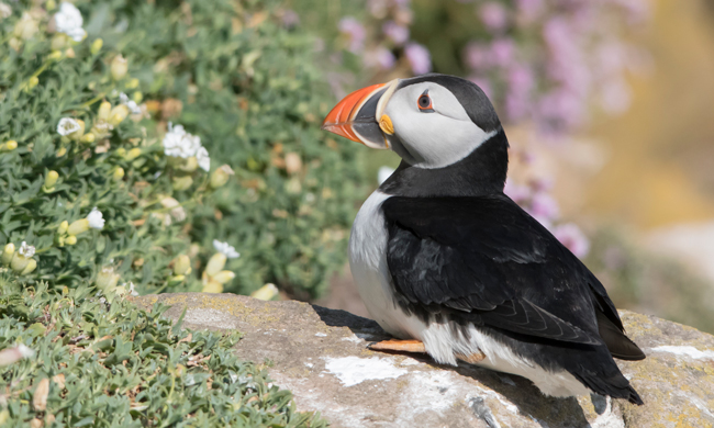 Frailecillo atlántico (Fratercula arctica)<br />
Javier Valls<br />
Saltee Island, Irlanda<br />
mayo 2023