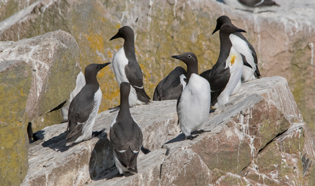 Arao común (Uria aalge)<br />
Javier Valls<br />
Saltee Island, Irlanda<br />
mayo 2023