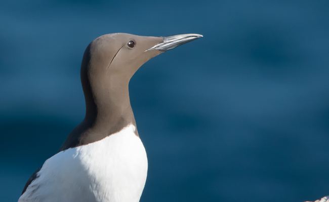 Arao común (Uria aalge)<br />
Javier Valls<br />
Saltee Island, Irlanda<br />
mayo 2023