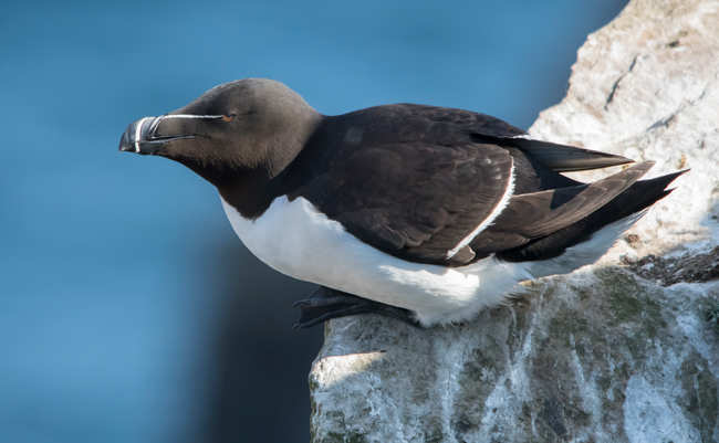 Alca común (Alca torda)<br />
Javier Valls<br />
Saltee Island, Irlanda<br />
mayo 2023