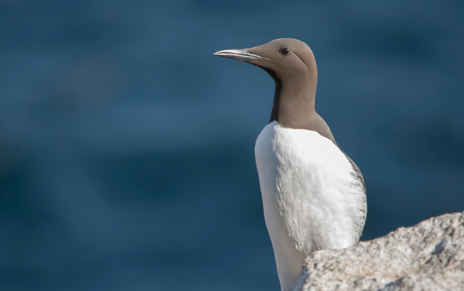 Arao común (Uria aalge)<br />
Javier Valls<br />
Saltee Island, Irlanda<br />
mayo 2023