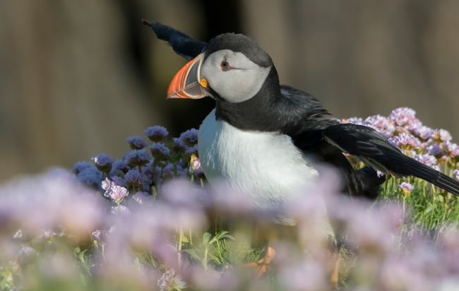 Frailecillo atlántico (Fratercula arctica)<br />
Javier Valls<br />
Saltee Island, Irlanda<br />
mayo 2023