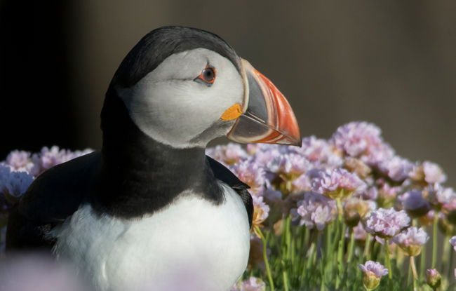 Frailecillo atlántico (Fratercula arctica)<br />
Javier Valls<br />
Saltee Island, Irlanda<br />
mayo 2023