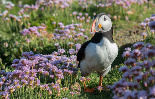Frailecillo atlántico (Fratercula arctica)<br />
Javier Valls<br />
Saltee Island, Irlanda<br />
mayo 2023