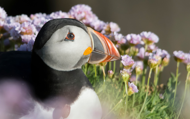 Frailecillo atlántico (Fratercula arctica)<br />
Javier Valls<br />
Saltee Island, Irlanda<br />
mayo 2023