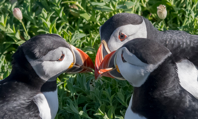 Frailecillo atlántico (Fratercula arctica)<br />
Javier Valls<br />
Saltee Island, Irlanda<br />
mayo 2023