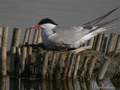 Charrán comun ( Sterna hirundo ) Common Tern